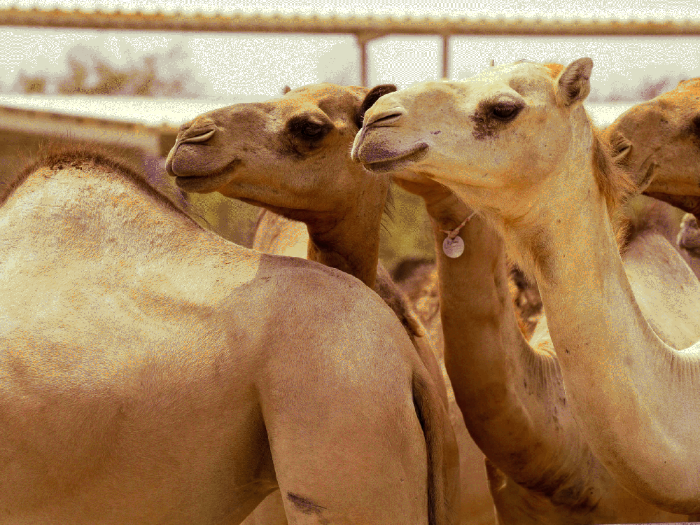 Fujairah Research Centre